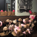Château le Woof
