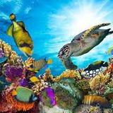 Coral World Ocean Park