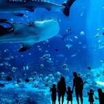 Georgia Aquarium