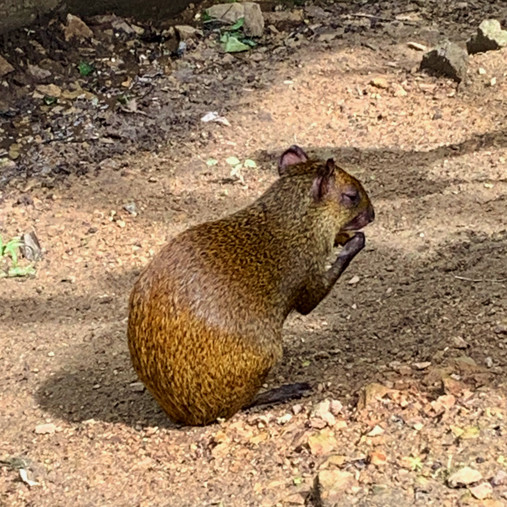 The Aguti is like a giant indigenous rat! So awesome.