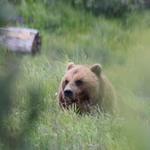 Alaska Wildlife Conservation Center