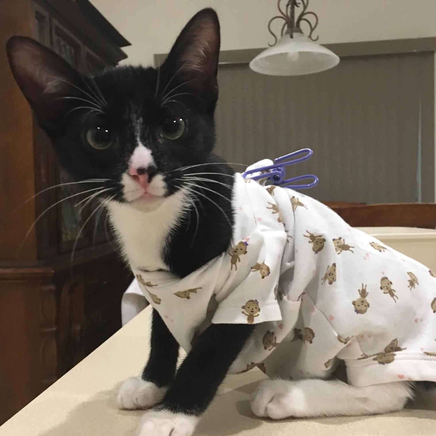 Bella's snazzy post-surgery dress