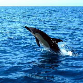 Dolphin Watching Tour for 2 - Lisbon, Portugal