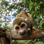 Monkeyland
