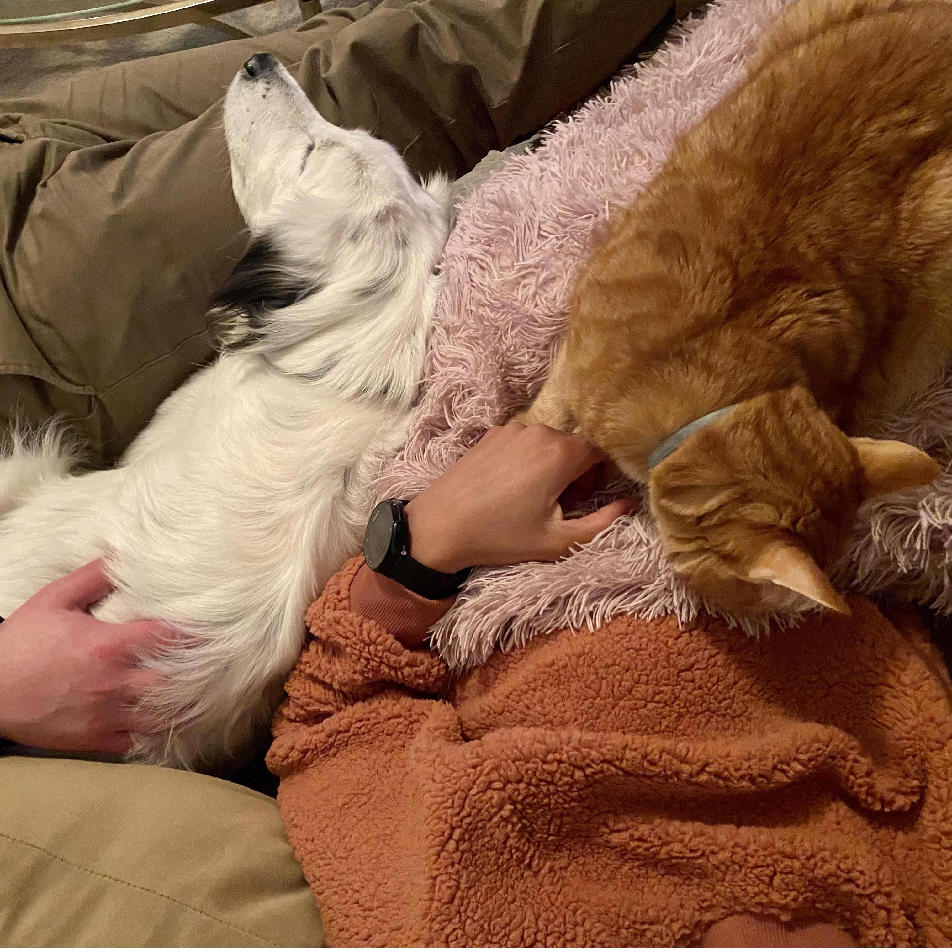 Our fur babies, Pinto Bean (dog) and Cheddar Bae Biscuit (cat/demon).