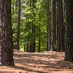Hiking & Running Trails
