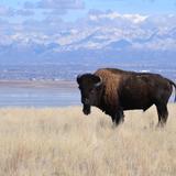 Antelope Island State Park
