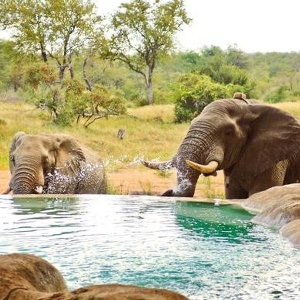 African Safari Honeymoon