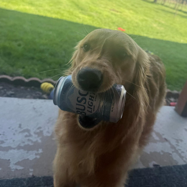 Our Dog Toy Fund