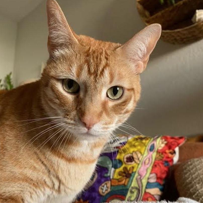 This is our kitty "Mister Man"