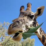 San Diego Zoo