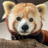 Greenville Zoo