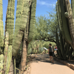 Sonoran Desert Nature Loop Trail at Botanical Garden