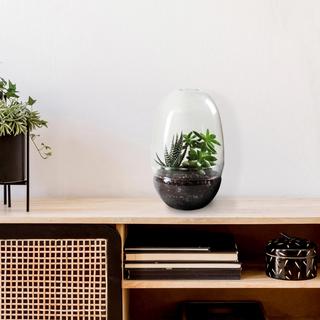 Egg Shaped Glass Terrarium