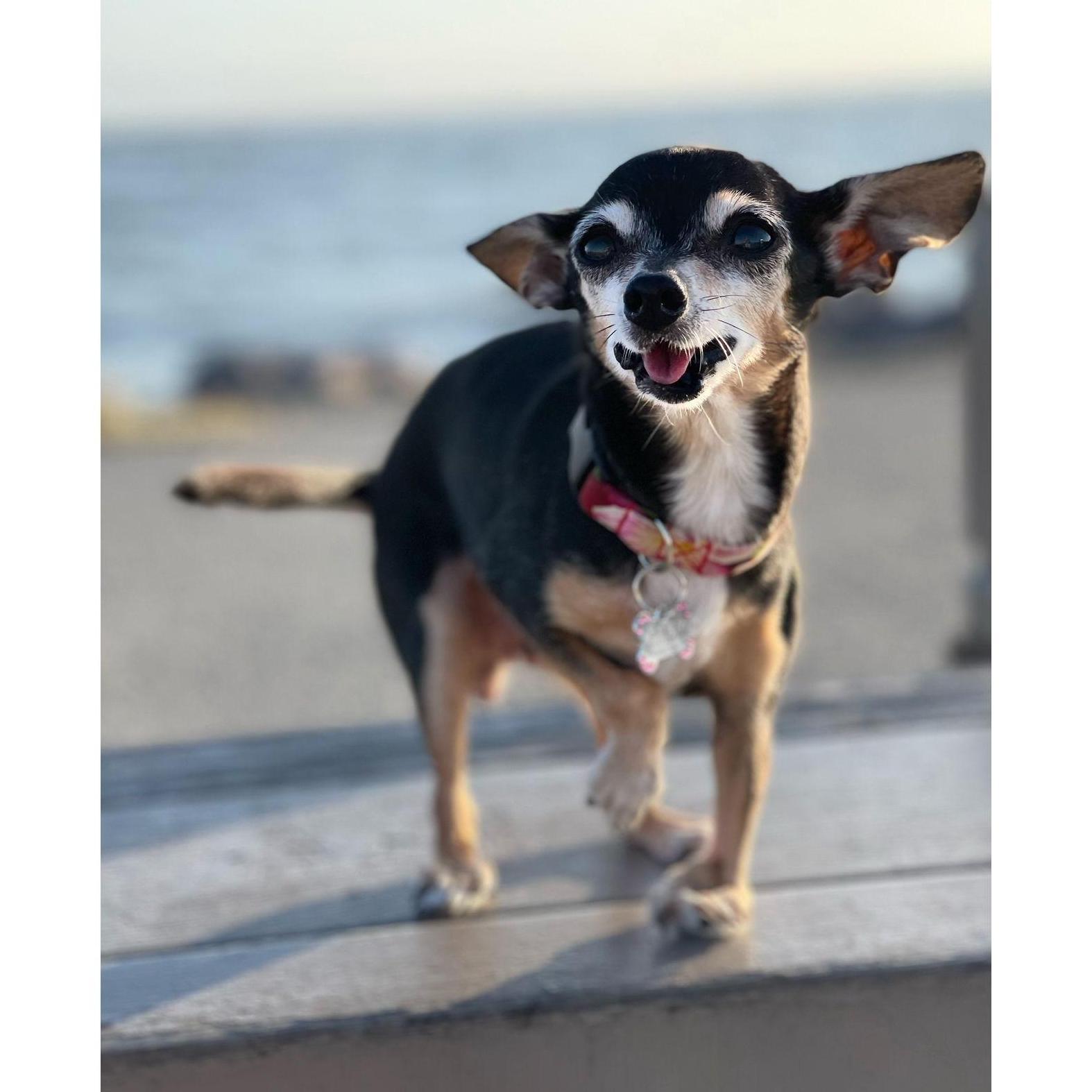 @_roxysadventures