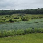 Blue Ridge Estate Vineyard & Winery