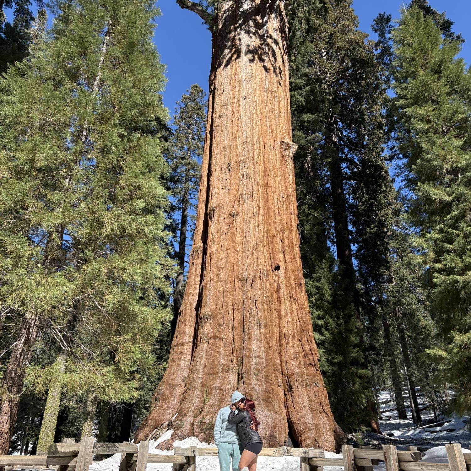 Sequoia NP, 2025.