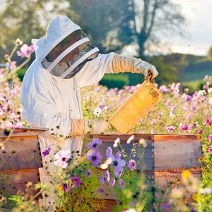 Beekeeping Excursion - Honeymoon