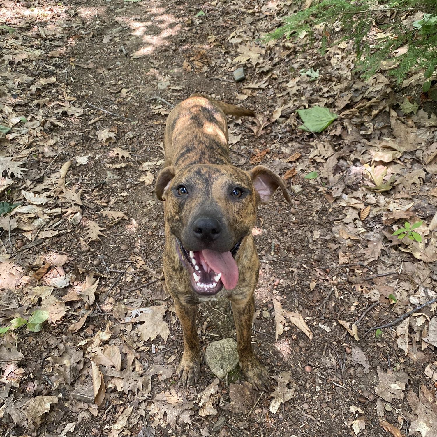 Welcome to the family, Ginger - June 2025