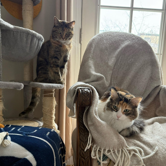 Ashe and Noodle’s Toy Fund!