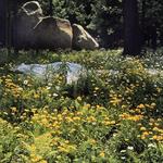 Avalon Nature Preserve