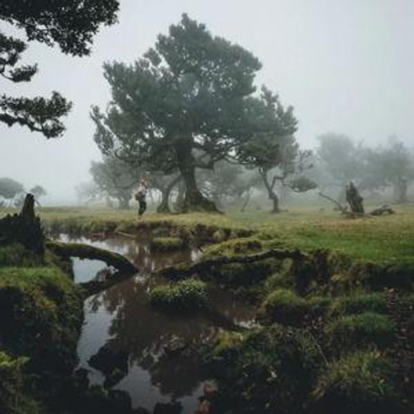 Excursion to Fanal Enchanted Forest