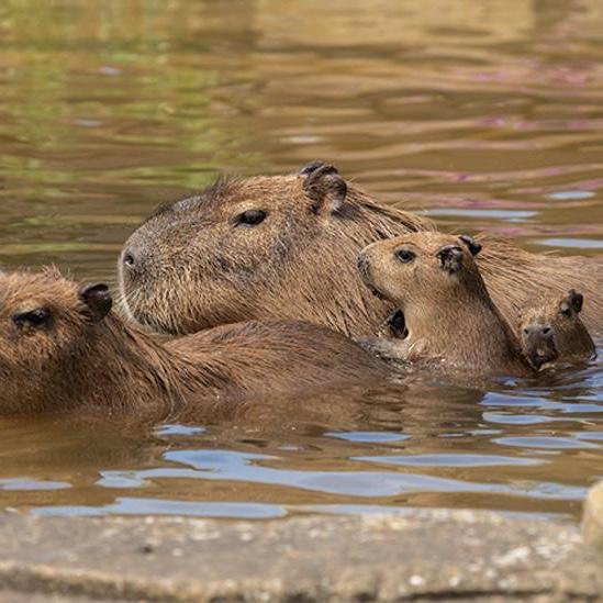 Capybara Encounter