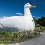 The Big Duck