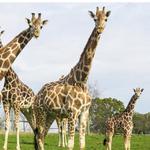 Virginia Safari Park