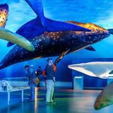 Whales of Iceland Museum