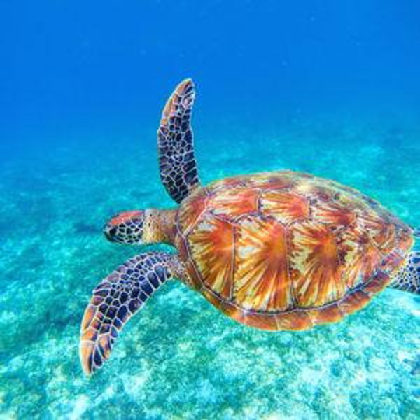 Snorkel with Turtles Hawaii