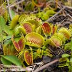 Stanley Rehder Carnivorous Plant Garden at Piney Ridge Nature Preserve - Wilmington