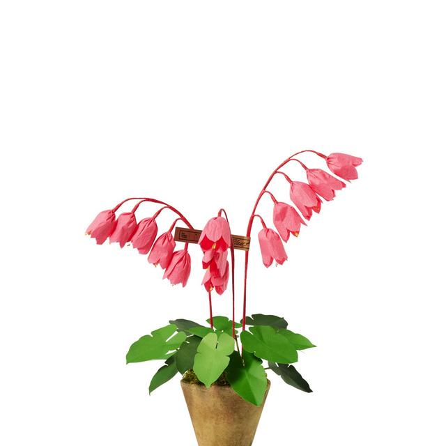 Mini Coral Bell Plant