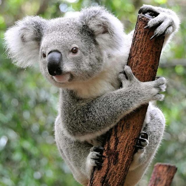 Koala Encounter - Honeymoon