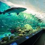Ripley's Aquarium of Canada