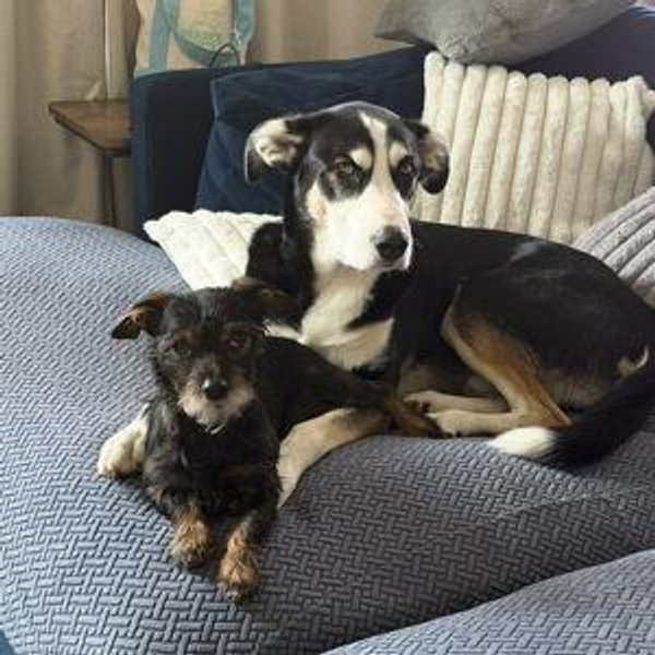 Brodi & Belly's Fund