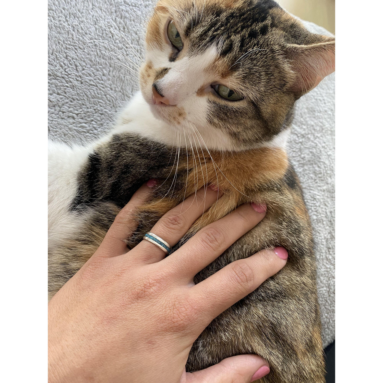 Penny-cat featuring the ring