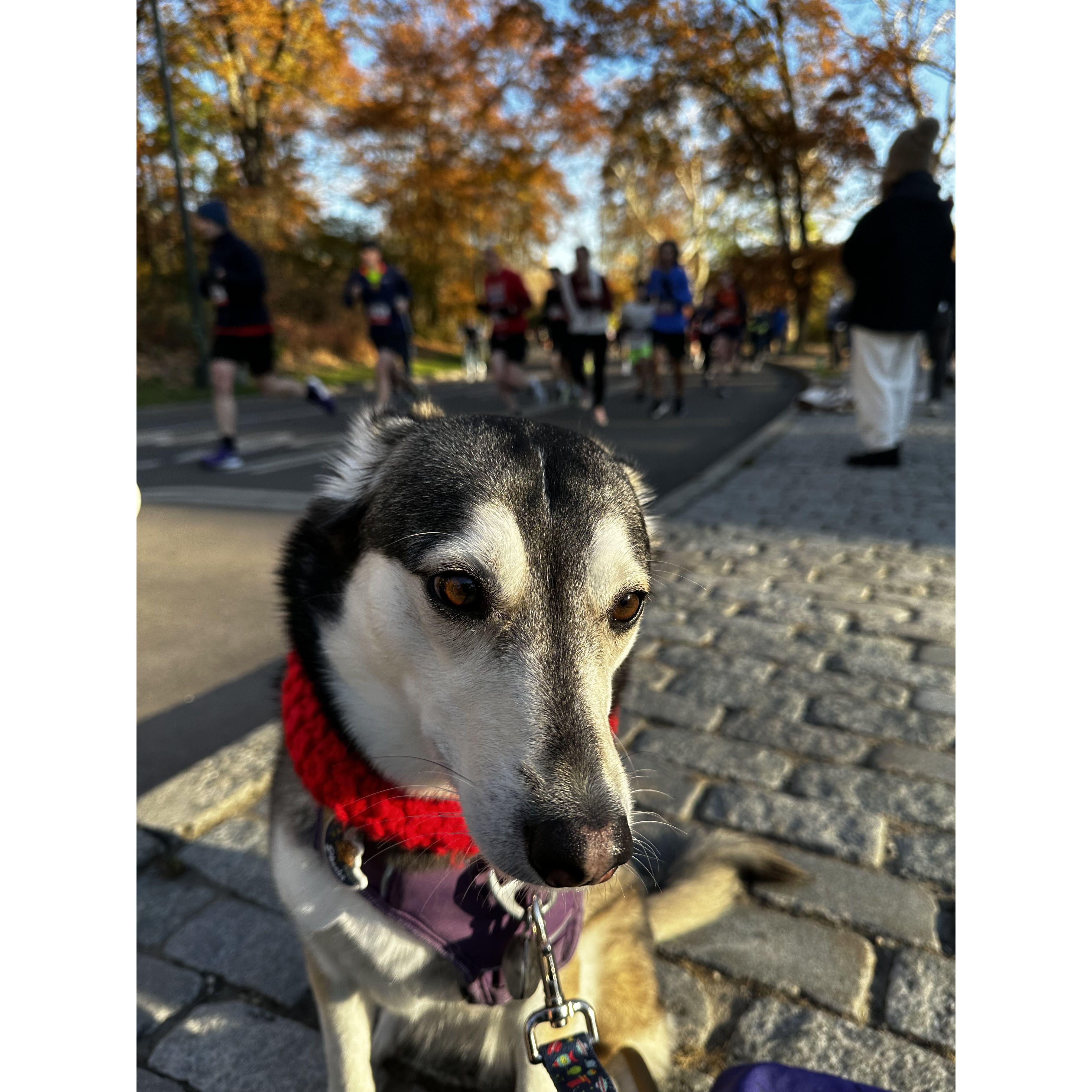 This is our beloved fur baby, Phoebe, cheering Mike on at one of his races.