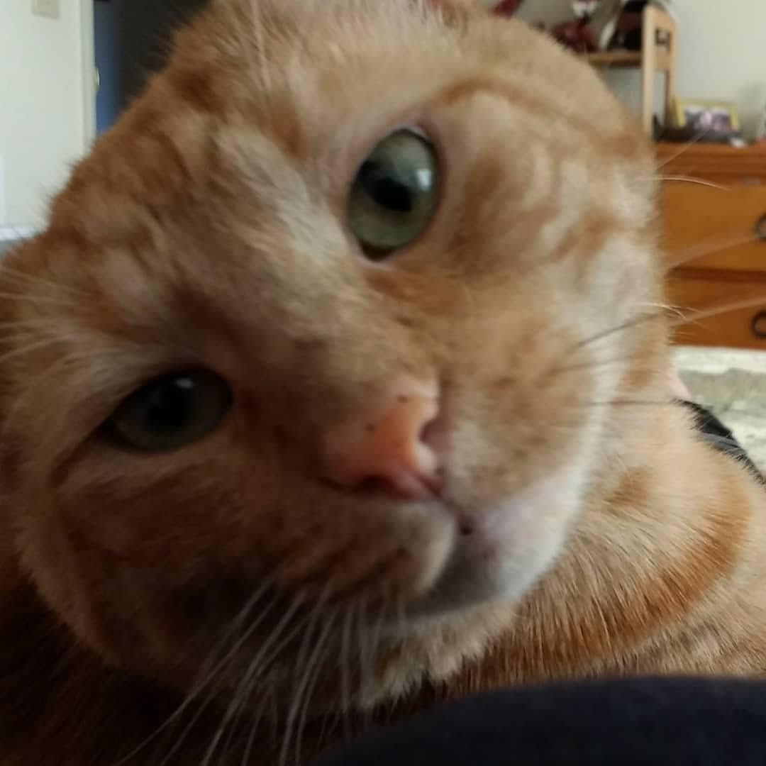 Our fur baby Murray aka murmur