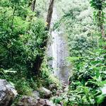 Manoa Falls Trail