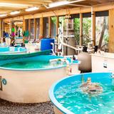 Tour the Georgia Sea Turtle Center