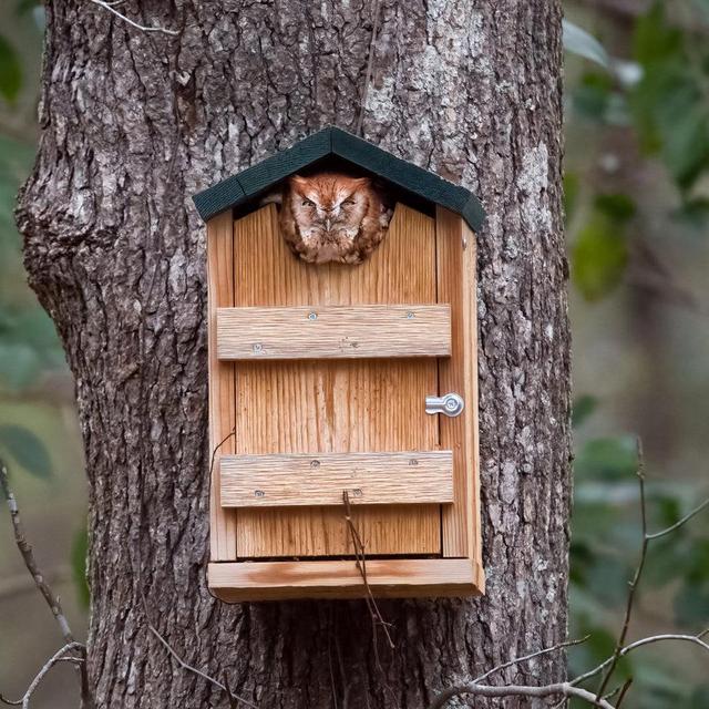 Screech Owl House