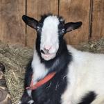 Catskill Mountain Country Store & Restaurant-Windham