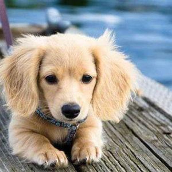 Our Dachshund Fund
