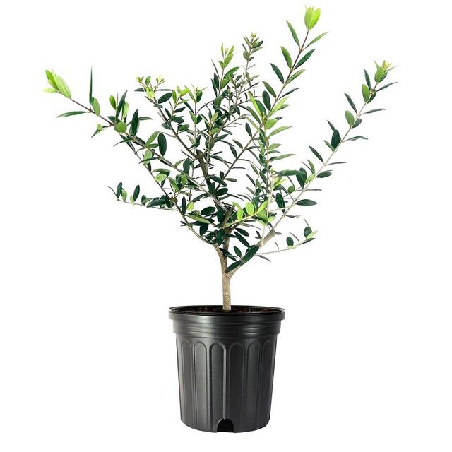 Arbequina Olive Tree | 1 Live Gallon Size Pot | Grow Your Own Olives Indoors