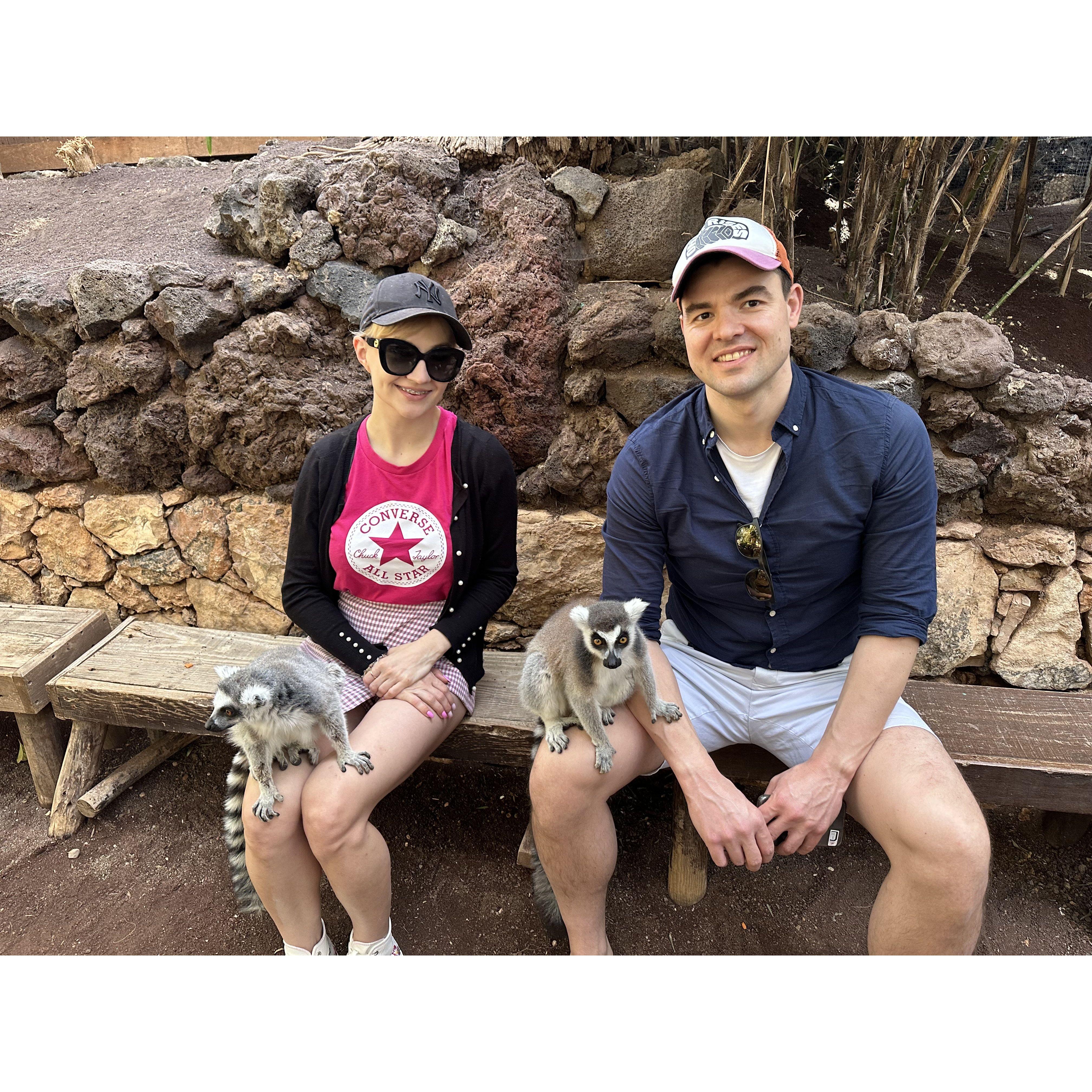 Lemur experience in Fuerteventura!