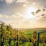 Markets, Orchards, & Grocers