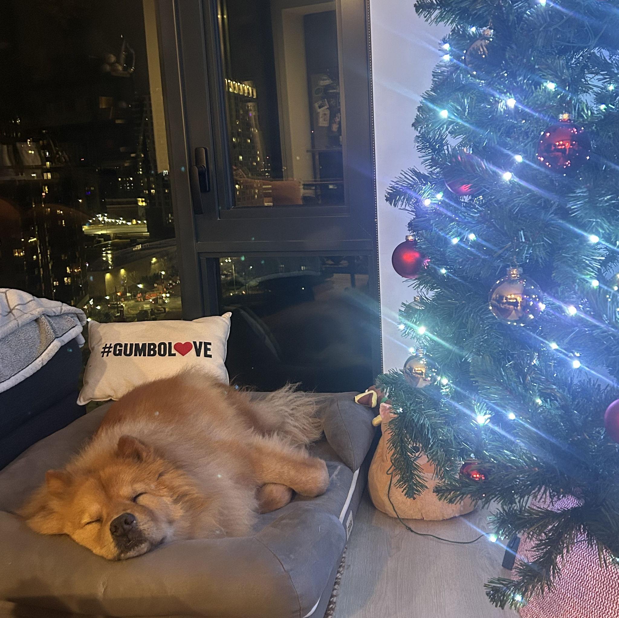 Gumbo's DC Christmas