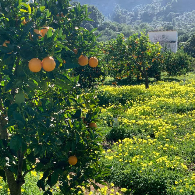 Citrus Farm Tour, Hike & Picnic for 2 in Soller