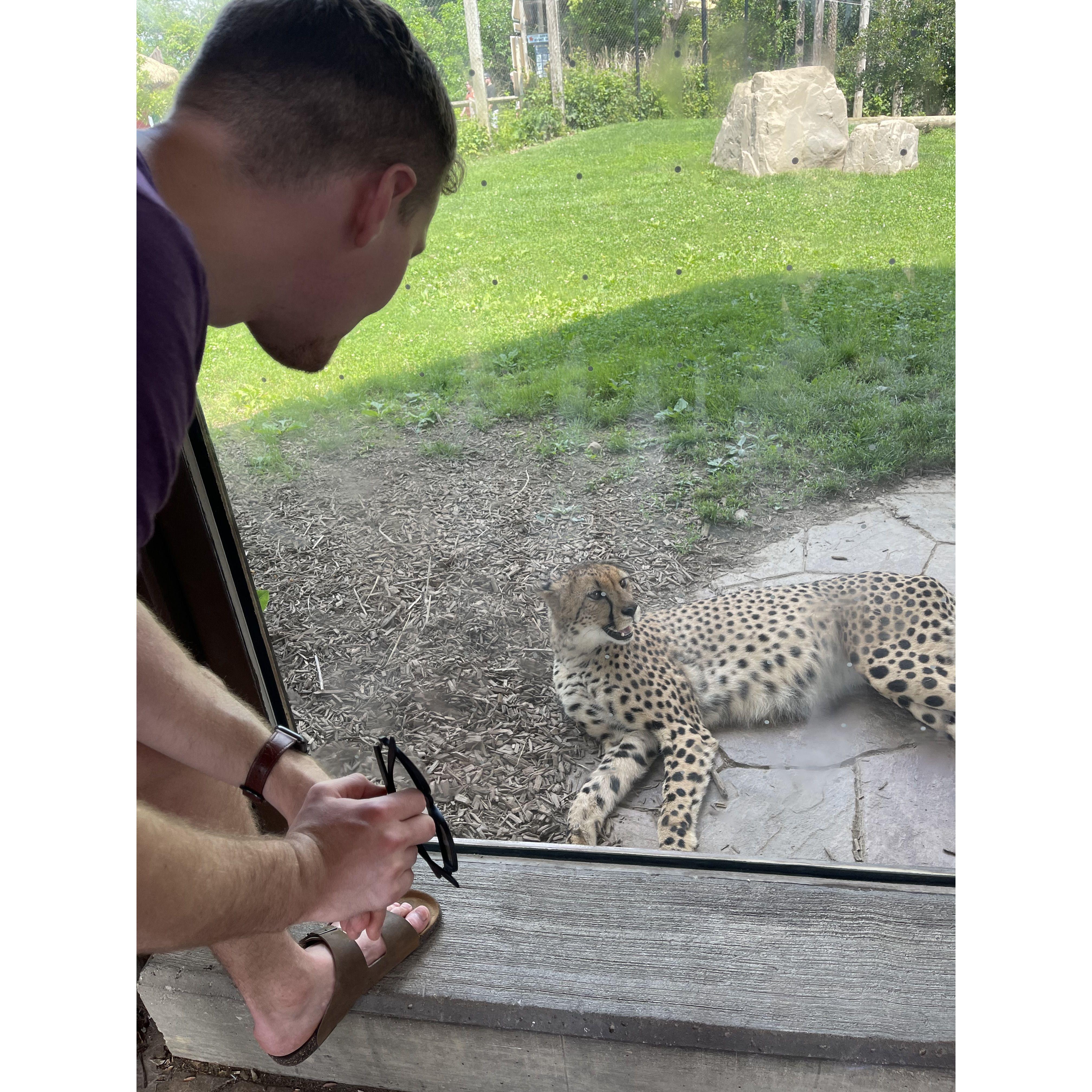 Will took Annamarie to the Columbus Zoo for her birthday (so he could see the cheetahs).